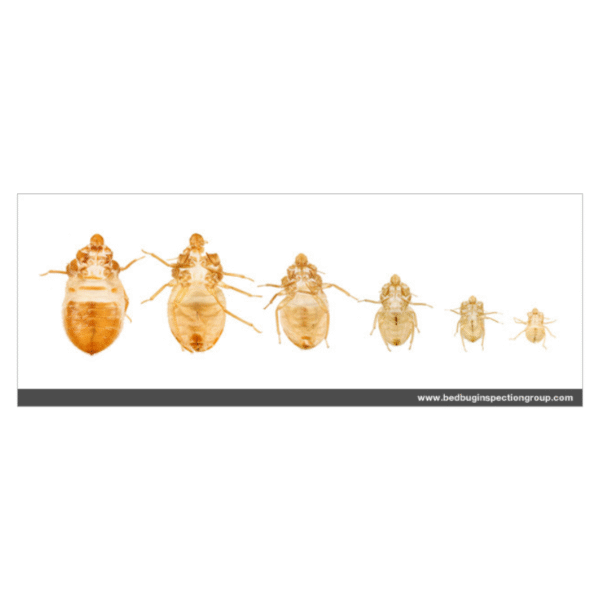 Punaise de lit photo de la nymphe à la punaise adulte — free download
